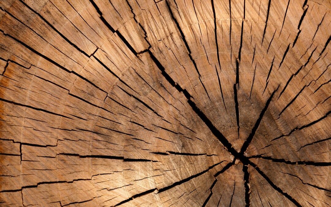 Woodworking 101: Which Wood is Best?