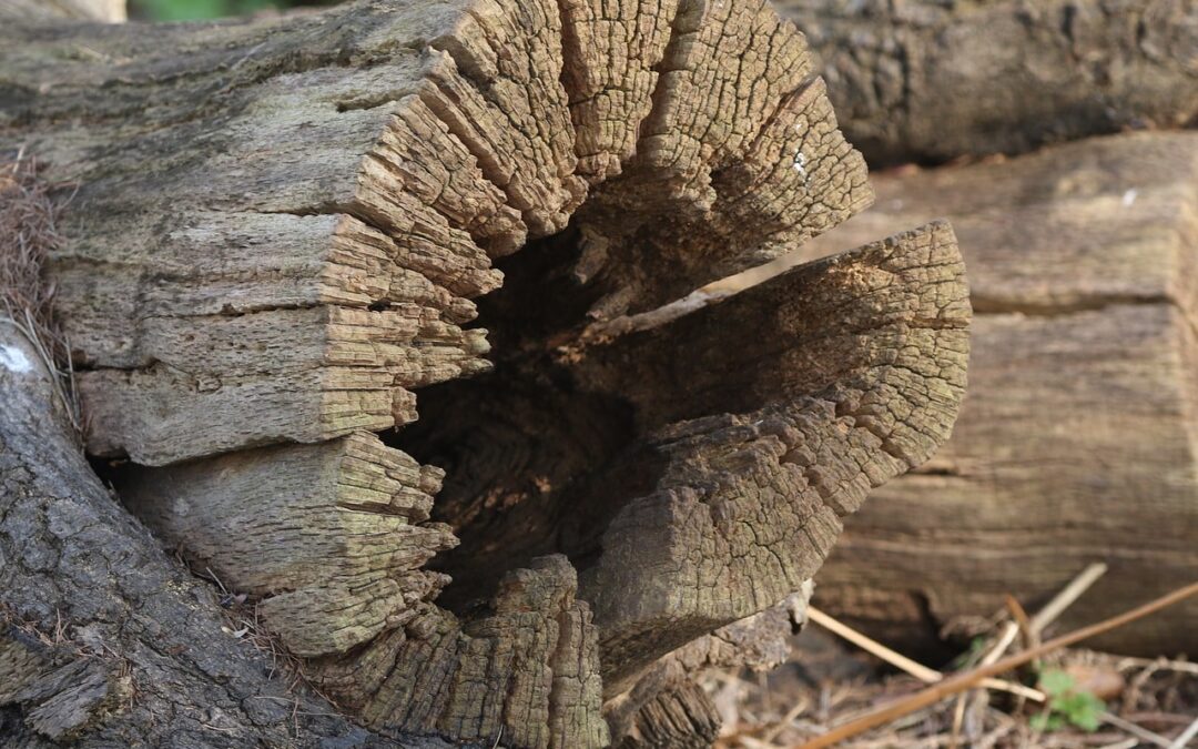 Talking Chop Understanding the Terms for Grading Cuts of Lumber